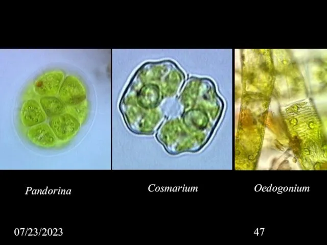 07/23/2023 Oedogonium Cosmarium Pandorina