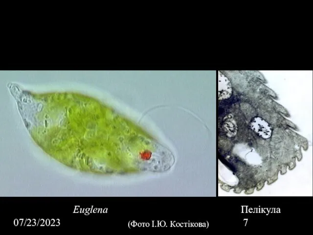 07/23/2023 Euglena Пелікула (Фото І.Ю. Костікова)