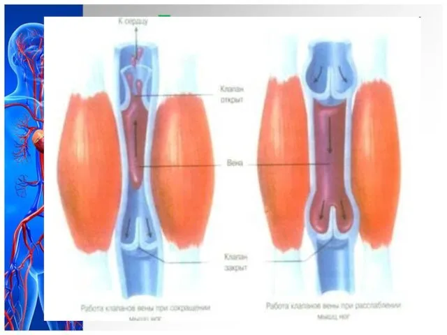 Движение крови в венах