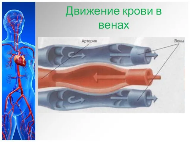 Движение крови в венах