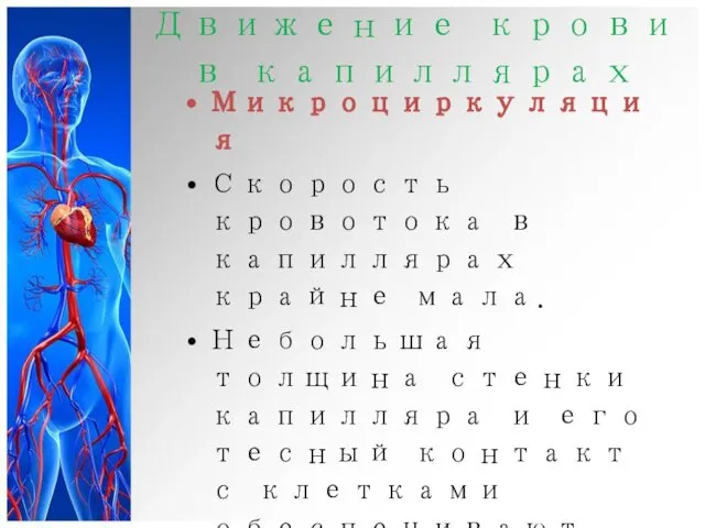 Движение крови в капиллярах Микроциркуляция Скорость кровотока в капиллярах крайне мала.