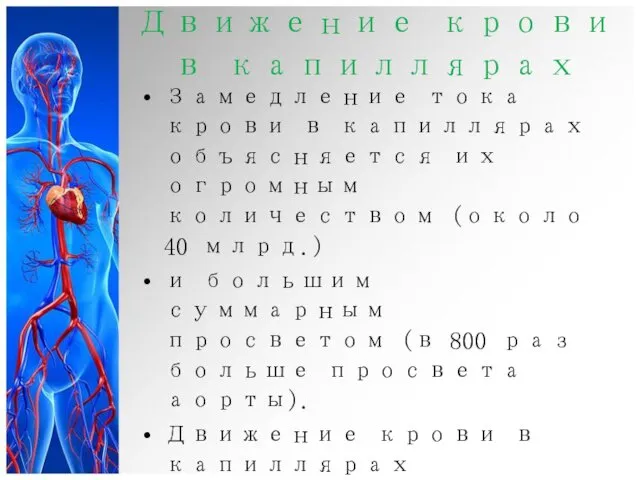 Движение крови в капиллярах Замедление тока крови в капиллярах объясняется их