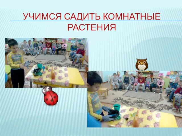 УЧИМСЯ САДИТЬ КОМНАТНЫЕ РАСТЕНИЯ