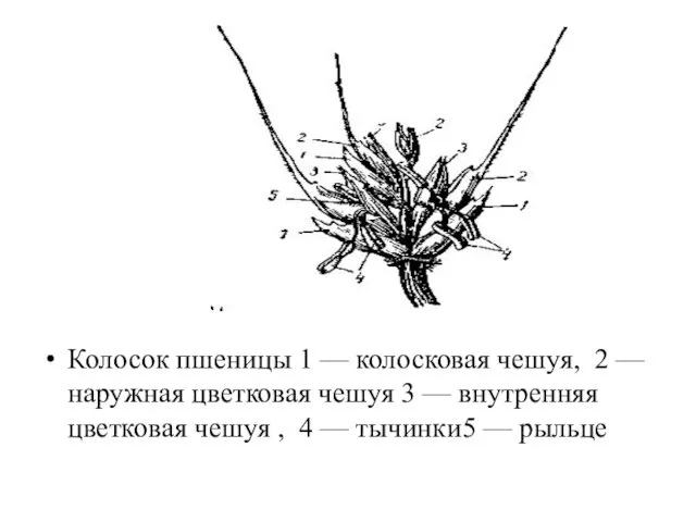 Колосок пшеницы 1 — колосковая чешуя, 2 — наружная цветковая чешуя