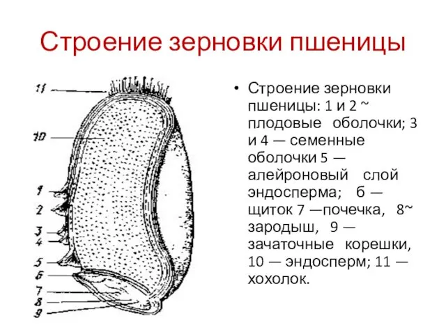 Строение зерновки пшеницы Строение зерновки пшеницы: 1 и 2 ~ плодовые