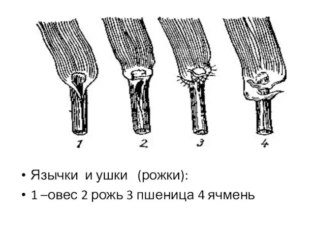 Язычки и ушки (рожки): 1 –овес 2 рожь 3 пшеница 4 ячмень