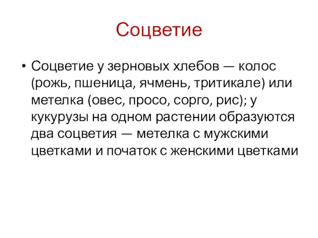 Соцветие Соцветие у зерновых хлебов — колос (рожь, пшеница, ячмень, тритикале)