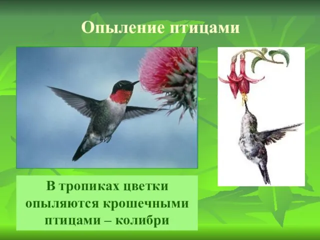 Опыление птицами В тропиках цветки опыляются крошечными птицами – колибри