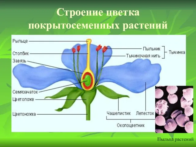 Строение цветка покрытосеменных растений Пыльца растений