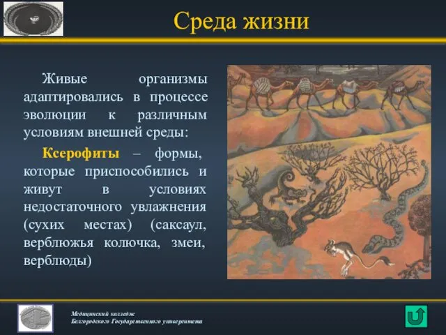 Среда жизни Живые организмы адаптировались в процессе эволюции к различным условиям