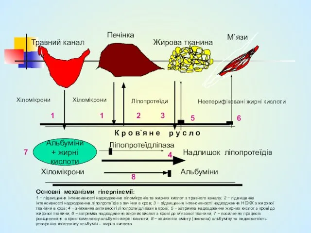 Травний канал Печінка Жирова тканина М`язи Альбуміни + жирні кислоти Хіломікрони