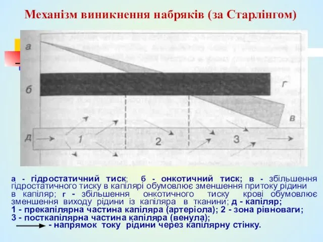 1 2 3 д а - гідростатичний тиск; б - онкотичний