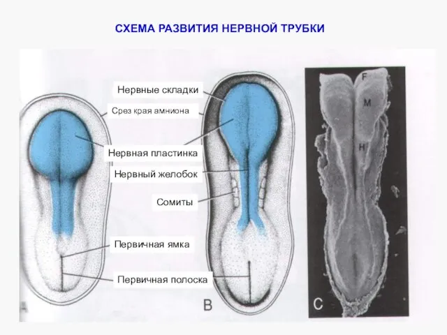 Нервные складки Срез края амниона Нервная пластинка Нервный желобок Сомиты Первичная