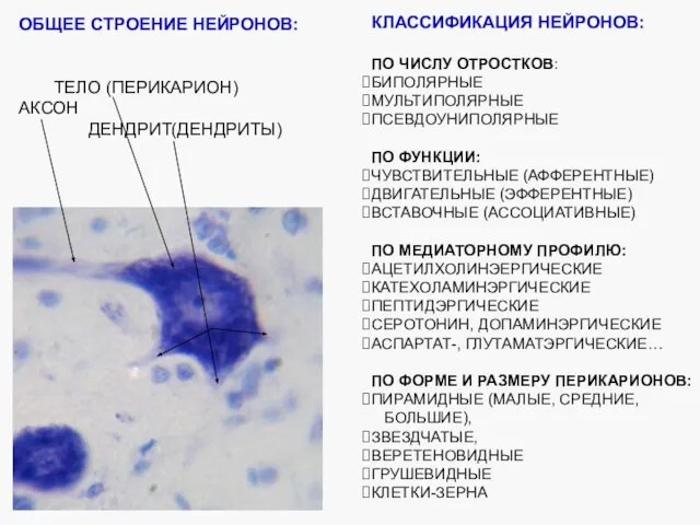 ОБЩЕЕ СТРОЕНИЕ НЕЙРОНОВ: ТЕЛО (ПЕРИКАРИОН) АКСОН ДЕНДРИТ(ДЕНДРИТЫ) КЛАССИФИКАЦИЯ НЕЙРОНОВ: ПО ЧИСЛУ