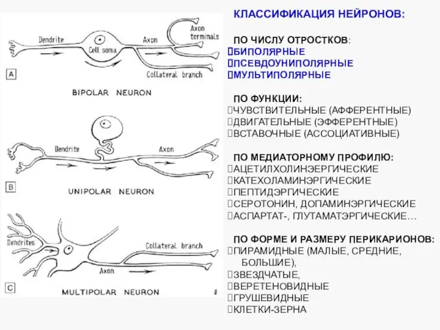 КЛАССИФИКАЦИЯ НЕЙРОНОВ: ПО ЧИСЛУ ОТРОСТКОВ: БИПОЛЯРНЫЕ ПСЕВДОУНИПОЛЯРНЫЕ МУЛЬТИПОЛЯРНЫЕ ПО ФУНКЦИИ: ЧУВСТВИТЕЛЬНЫЕ