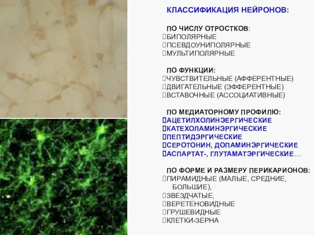 КЛАССИФИКАЦИЯ НЕЙРОНОВ: ПО ЧИСЛУ ОТРОСТКОВ: БИПОЛЯРНЫЕ ПСЕВДОУНИПОЛЯРНЫЕ МУЛЬТИПОЛЯРНЫЕ ПО ФУНКЦИИ: ЧУВСТВИТЕЛЬНЫЕ