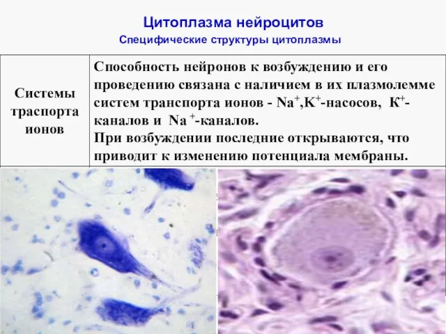 Цитоплазма нейроцитов Специфические структуры цитоплазмы