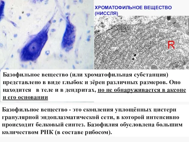 ХРОМАТОФИЛЬНОЕ ВЕЩЕСТВО (НИССЛЯ) Базофильное вещество (или хроматофильная субстанция) представлено в виде