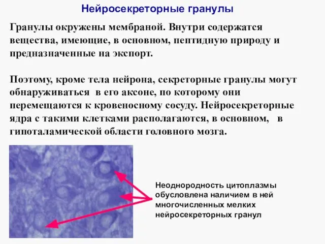 Нейросекреторные гранулы Неоднородность цитоплазмы обусловлена наличием в ней многочисленных мелких нейросекреторных