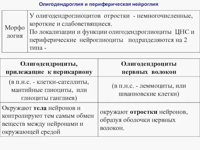 Олигодендроглия и периферическая нейроглия