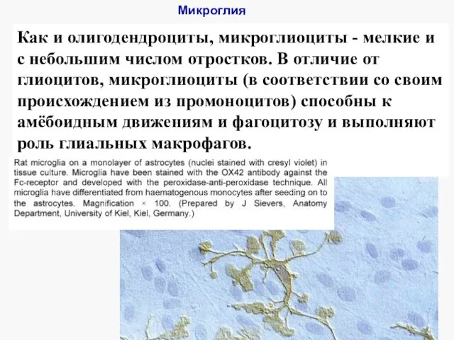 Микроглия Как и олигодендроциты, микроглиоциты - мелкие и с небольшим числом