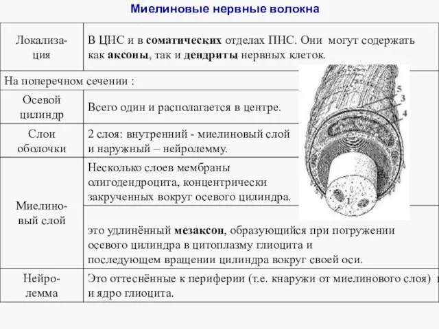 Миелиновые нервные волокна