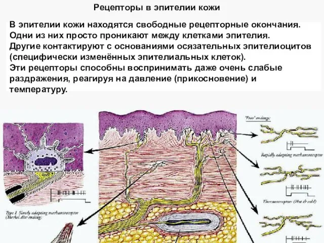 Рецепторы в эпителии кожи В эпителии кожи находятся свободные рецепторные окончания.