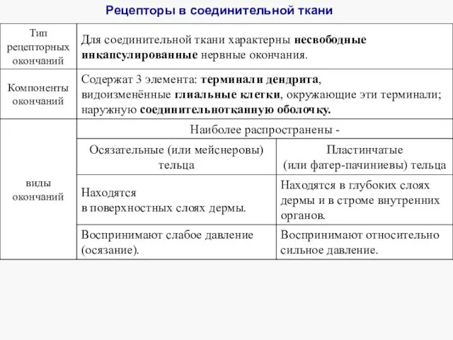 Рецепторы в соединительной ткани