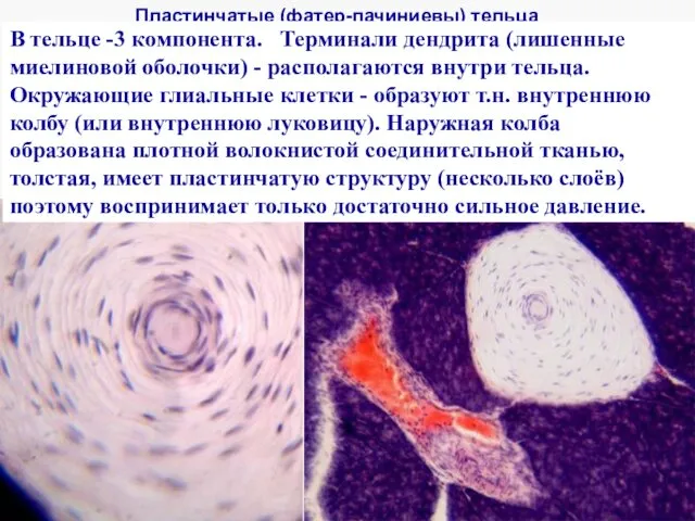 Пластинчатые (фатер-пачиниевы) тельца В тельце -3 компонента. Терминали дендрита (лишенные миелиновой