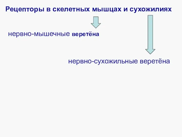 Рецепторы в скелетных мышцах и сухожилиях нервно-мышечные веретёна нервно-сухожильные веретёна