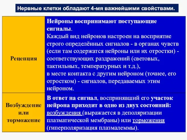 Нервные клетки обладают 4-мя важнейшими свойствами.