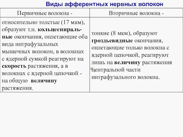 Виды афферентных нервных волокон