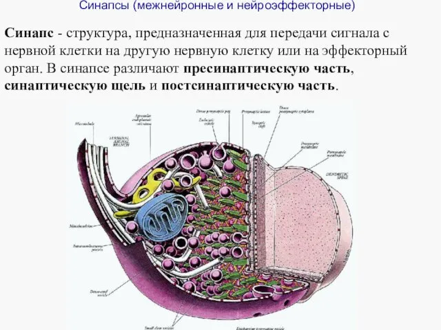 Синапсы (межнейронные и нейроэффекторные) Синапс - структура, предназначенная для передачи сигнала