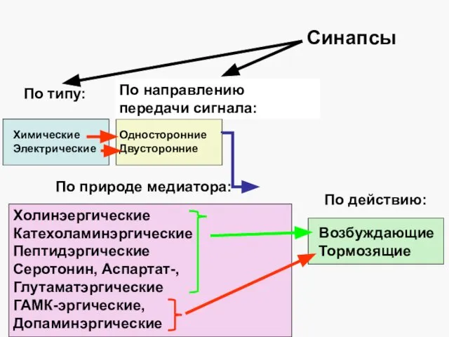 Синапсы По типу: По действию: По природе медиатора: Химические Электрические ОдносторонниеДвусторонние