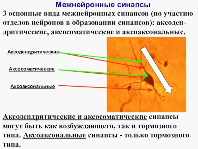 Межнейронные синапсы 3 основные вида межнейронных синапсов (по участию отделов нейронов