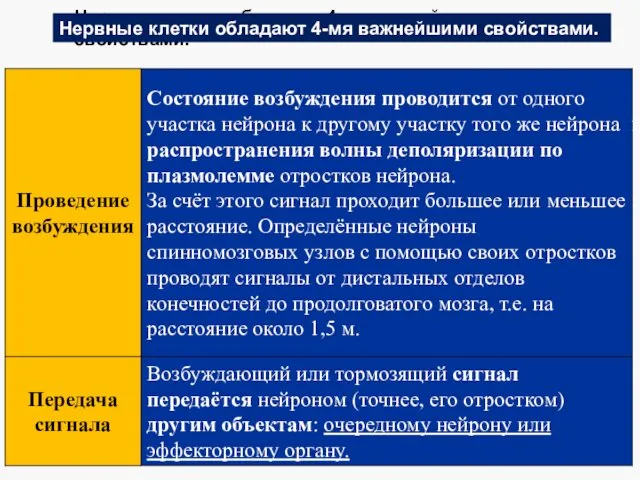 Нервные клетки обладают 4-мя важнейшими свойствами. Нервные клетки обладают 4-мя важнейшими свойствами.