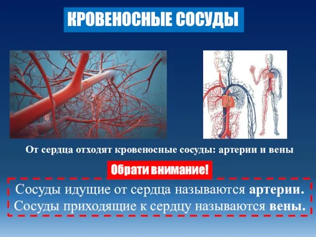 КРОВЕНОСНЫЕ СОСУДЫ От сердца отходят кровеносные сосуды: артерии и вены