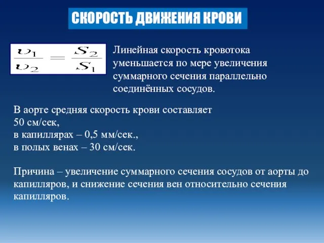 В аорте средняя скорость крови составляет 50 см/сек, в капиллярах –