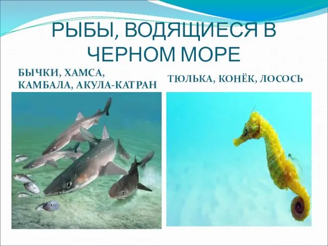 РЫБЫ, ВОДЯЩИЕСЯ В ЧЕРНОМ МОРЕ БЫЧКИ, ХАМСА, КАМБАЛА, АКУЛА-КАТРАН ТЮЛЬКА, КОНЁК, ЛОСОСЬ