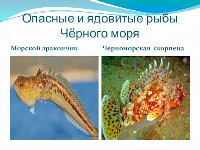 Опасные и ядовитые рыбы Чёрного моря Морской дракончик Черноморская скорпена