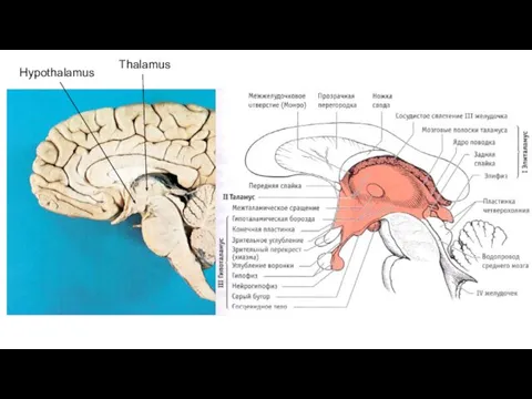 Thalamus Hypothalamus