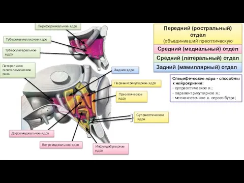 Супраоптические ядра Преоптическое ядро Дорсомедиальное ядро Ветромедиальное ядро Инфундибулярное ядро Латеральное