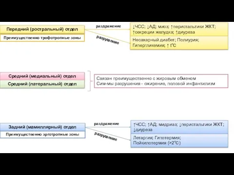 Передний (ростральный) отдел Средний (медиальный) отдел Средний (латеральный) отдел Задний (мамиллярный)