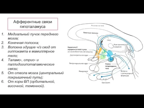 Афферентные связи гипоталамуса Медиальный пучок переднего мозга; Конечная полоска; Волокна идущие