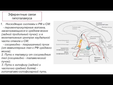 Эферентные связи гипоталамуса Нисходящие системы к РФ и СМ: - перивентрикулярные