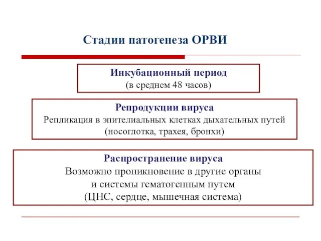 Инкубационный период (в среднем 48 часов) Репродукции вируса Репликация в эпителиальных