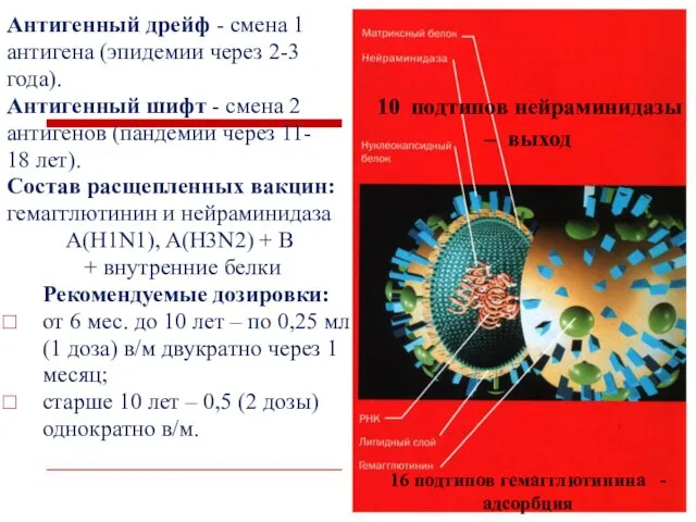 Антигенный дрейф - смена 1 антигена (эпидемии через 2-3 года). Антигенный