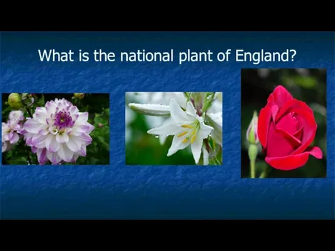 What is the national plant of England?