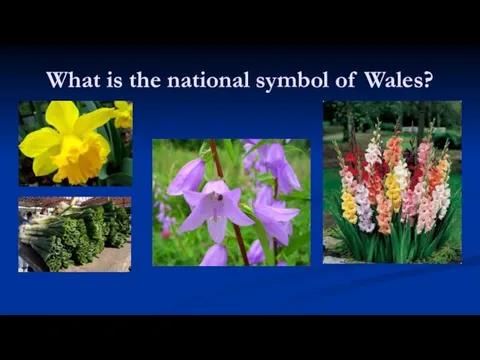 What is the national symbol of Wales?