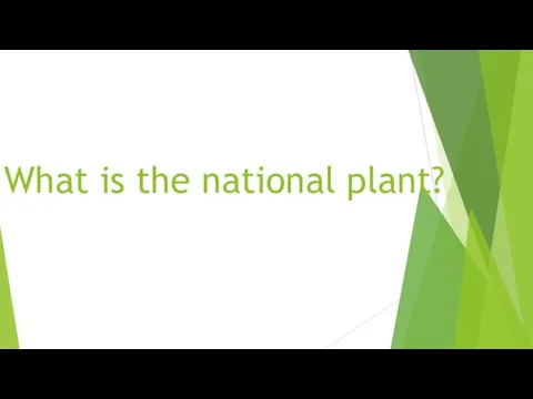 What is the national plant?